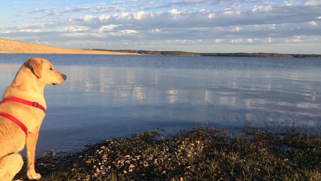 Cait6195Wilson's tweet photo. Took Trigger to the lake https://t.co/kLAf7QEgMy