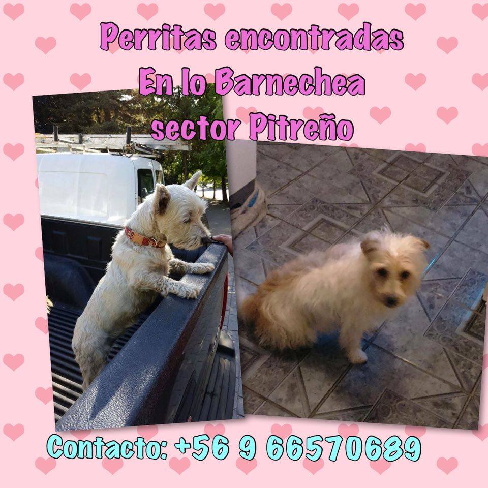 Salvandopatit4s's tweet photo. Perritas encontradas en Lo Barnechea sector Pitreño, una tiene collar sin placa las tiene Susan  +56966570689 https://t.co/cWvCirAW7q