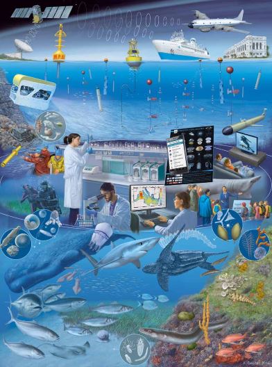 AngelBorjaYerro's tweet image. @DEVOTESproject &amp;amp; COCONET have produced a calendar on the implementation of the Marine Strategy Framework Directive