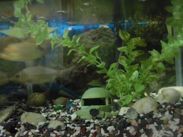 声優 古川登志夫 青二プロダクション على تويتر ズゴックは水陸両用 深めの小さな水槽に海底を作り 本水を使ってジオラマ と夢想 もうやってる方居られるかなあ