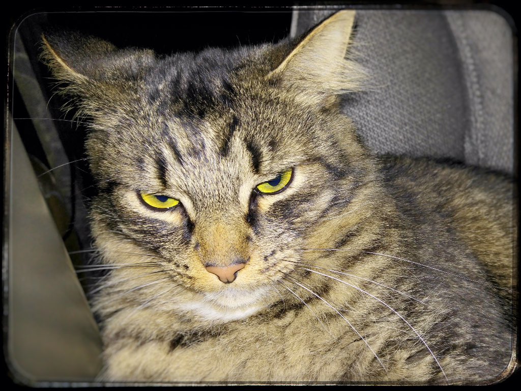 WyattMarlo's tweet photo. Monday, the next-to-last one... Still sucks. --Marlow. #catshatemonday #catsoftwitter #cat #tabbycat https://t.co/082PFigiIW