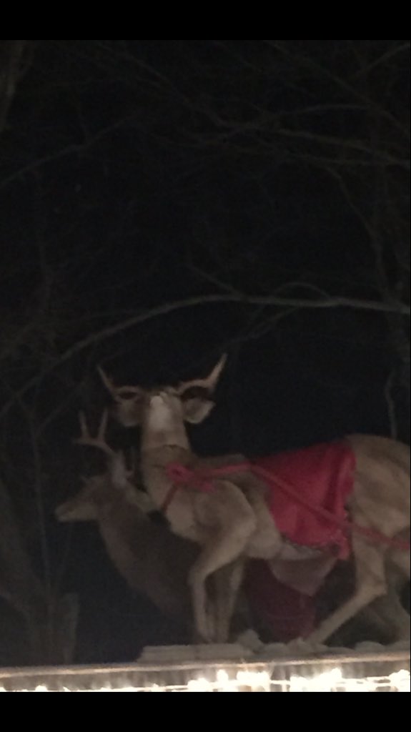 When Clifftin Mills can't put the antlers on the "reindeer" the right way?