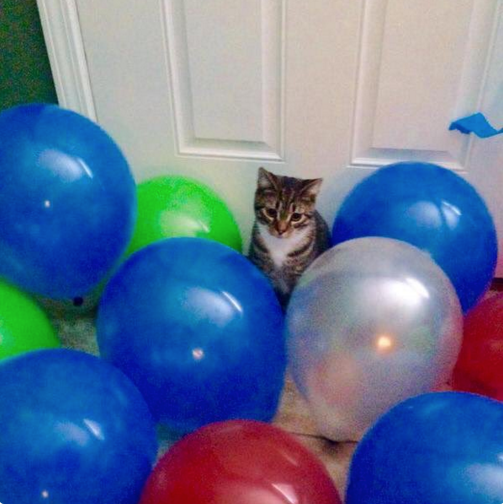 CakeCatMcGee's tweet photo. When you're ready to party but your squad don't show... https://t.co/u3AYC8DehZ