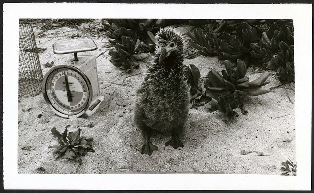 FieldBookProj's tweet image. Happy #NationalBirdDay: Laysan Albatross at 42 days old on Kure Atoll. #POBSP   #ItsSoFuzzy ow.ly/WFFG5