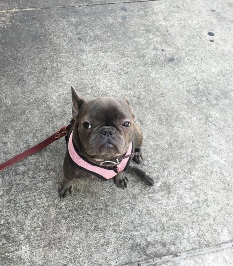 When your owner gets #TacostuMadre but doesn't bring you any. 🙄