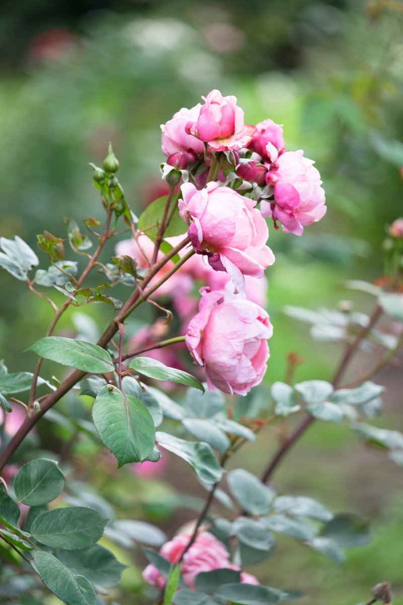 feesflowers's tweet photo. @Sal_Godfrey @bespokeconfetti Rosie's roses are stunning I've picked & bought lots! #longstems #fragrant #sprayfree https://t.co/hBpBB0I2Ye
