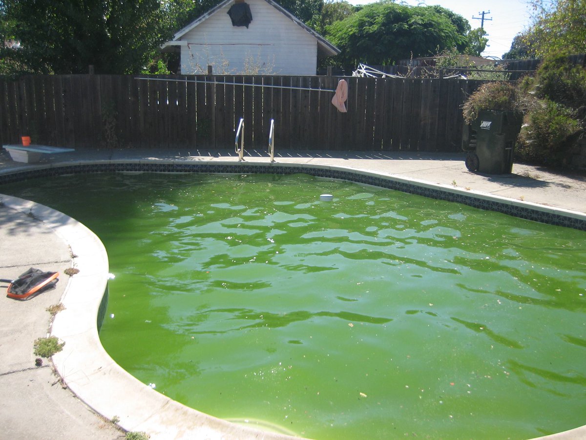 2nd_gen_pools's tweet image. Green pool clean-up! #greenpool #clearpool #beforeandafter #cleanup #pool