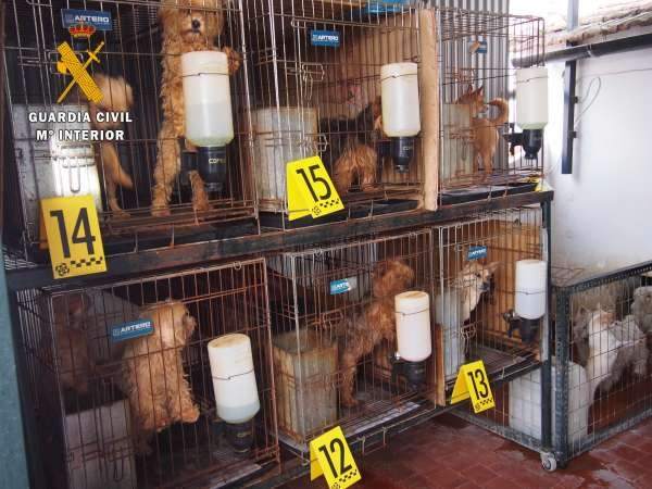 PartidoPACMA's tweet photo. ¿Quieres saber de dónde procede ese cachorrito que ves en la tienda? https://t.co/TBZxFb0CGK https://t.co/hbdQ6RNgLy