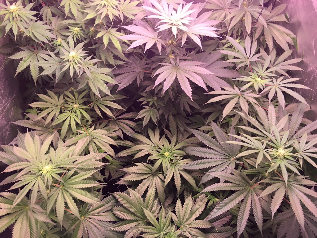 Weed_bcn's tweet photo. Bonito jardín bajo 350W de inducción magnética #indugrow #emulandoalsol https://t.co/I1626ECZyM