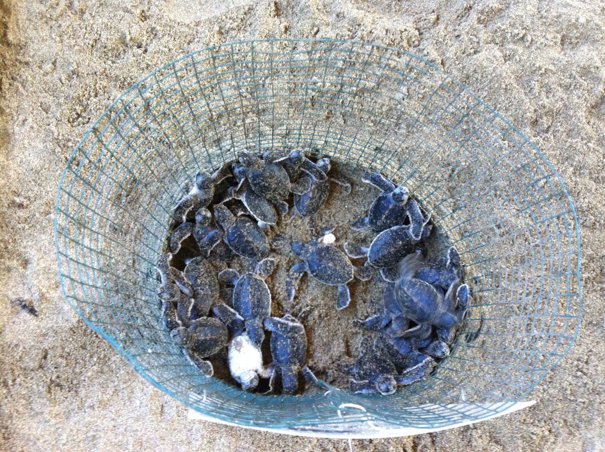 AdHadip's tweet image. daffatransport.com mlepaskan anak penyu