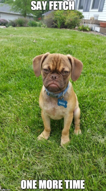 Grumpy- yet so cute! #DoggyHumor #SacDogDays #AdoptDontShop