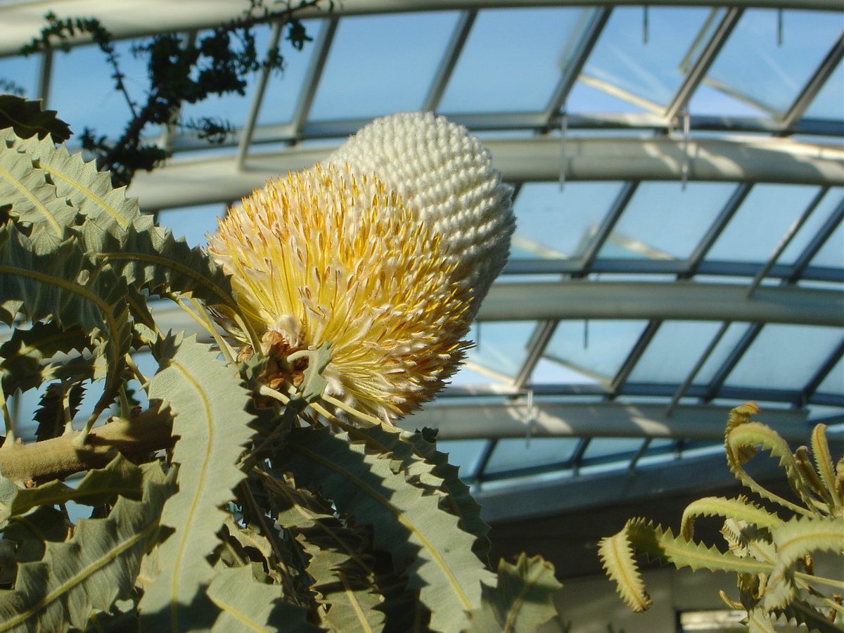 walesbotanic's tweet photo. Weather looks better tomorrow (Wed) so time for a walk in the beautiful Botanic Garden, admission FREE #FreeJanuary https://t.co/GwK0ZEgomK