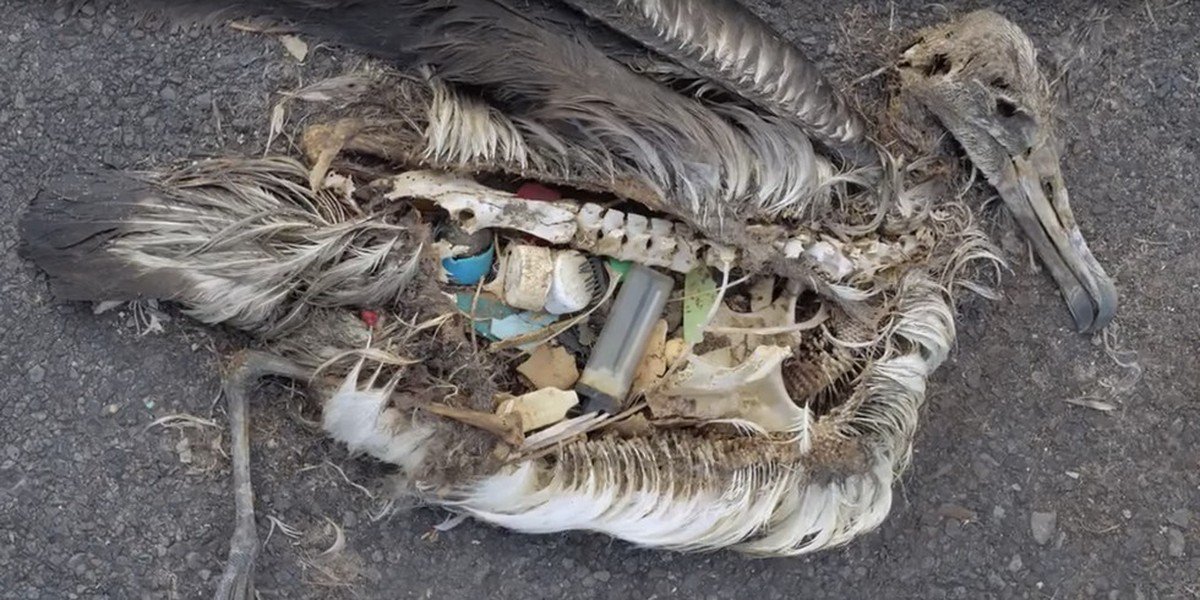 The Entire World Needs To See This Short Film
higherperspectives.com/midway-1529739…