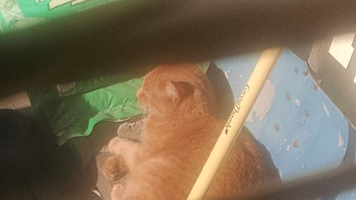 arenson9's tweet photo. This is Tito, a neighbor's cat. He snuck in our house today and got in a hissing showdown with Priscilla. https://t.co/QQt7baiQkp