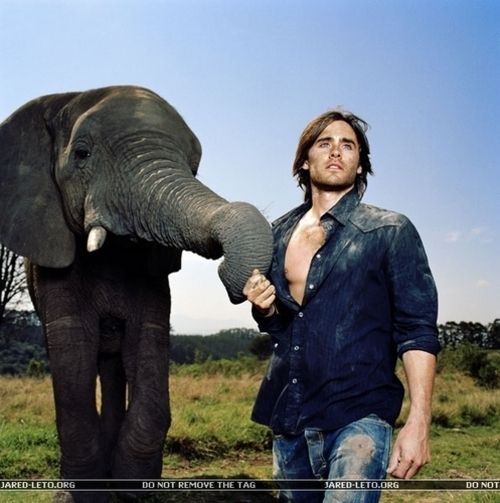 BibiBee74's tweet photo. @JaredLeto #IvoryIsForAssholes you speak for those who cannot speak for themselves! ⭕❌  #SpeakForAnimals👍Thank You❤🐘 https://t.co/quZxzgSJYS