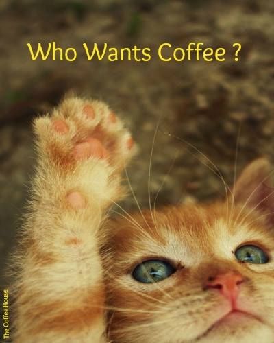 AlohaIsleCoffee's tweet photo. Who needs #Coffee? https://t.co/invrehA5Zy