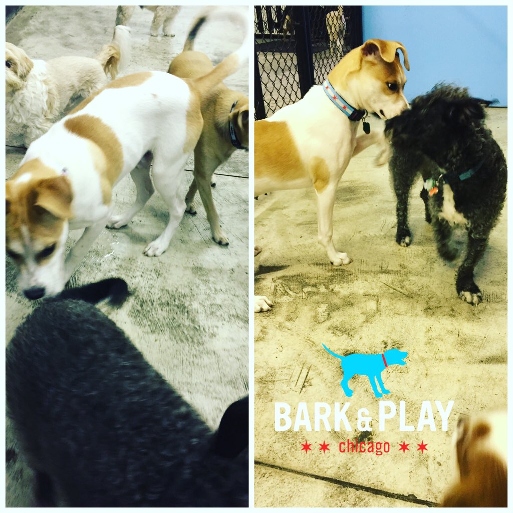 barkandplaychi's tweet photo. https://t.co/y03UycgKlw