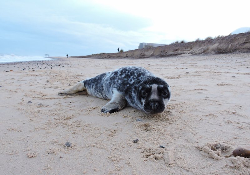 CRCuthbert's tweet photo. This apparently healthy &amp; lively Grey Seal pup on the beach at Sizewell today @suffolkwildlife @NatureUK @BBCSuffolk https://t.co/zBG1xTHKYG