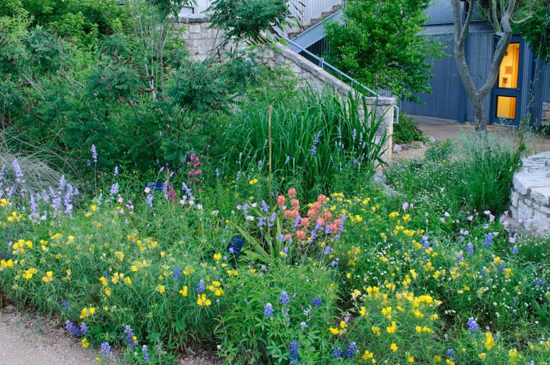 WildflowerCtr's tweet image. Center enviro. designer, others tell why mimicking nature works wonders for landscapes. bit.ly/1Z60lC8