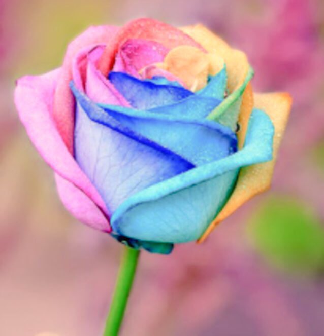 小出あかり 待受レインボーローズにした直後に早速効果あった ヤバイこれ 婚期きたかもしれない T Co Dc08buplpf