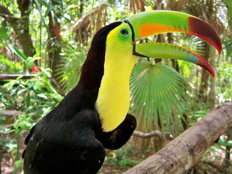 LAfunnyzoo's tweet photo. #DidYouKnow, 2/3 of all bird species live in the tropical rain forest? Tell us your bird facts! #NationalBirdDay https://t.co/g9RcRXtVBX