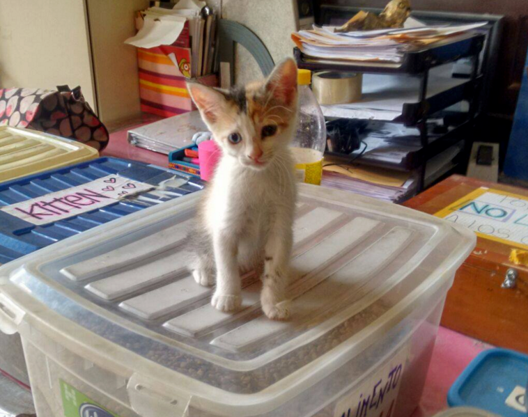 AdoptaGatitos's tweet photo. ¡Ella es Etel, la nueva bebita que ingresó al salón! Hacé de este 2016 un año de AMOR FELINO <3 https://t.co/8aMAvs9pZz
