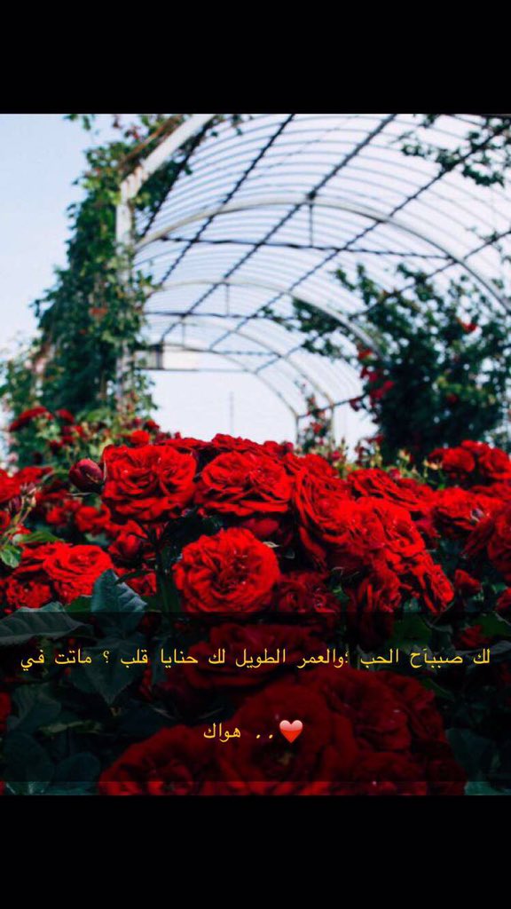 Dr. Mezoo (@mezoodr) on Twitter photo 