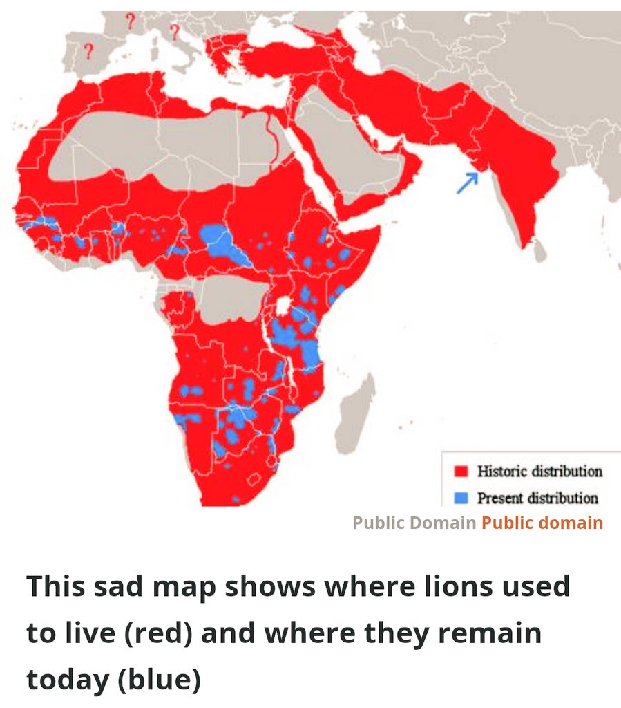 Where Do Lions Live Map