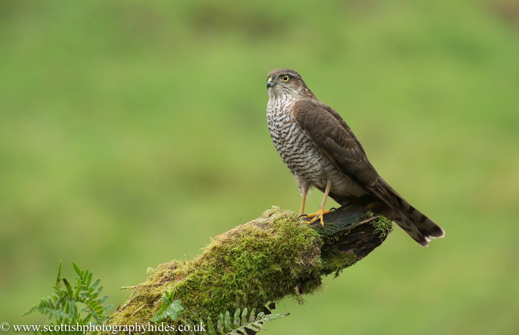 scottishphotographyhides.co.uk    Up to 10 visits a day from the Female plus a host of other woodland birds to photograph!