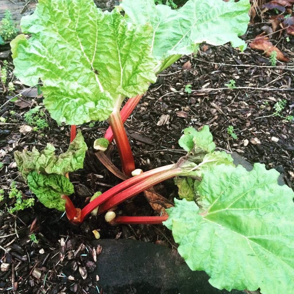 pickle_shack's tweet image. Silly rhubarb thinks it's spring already! #springindevon #devon