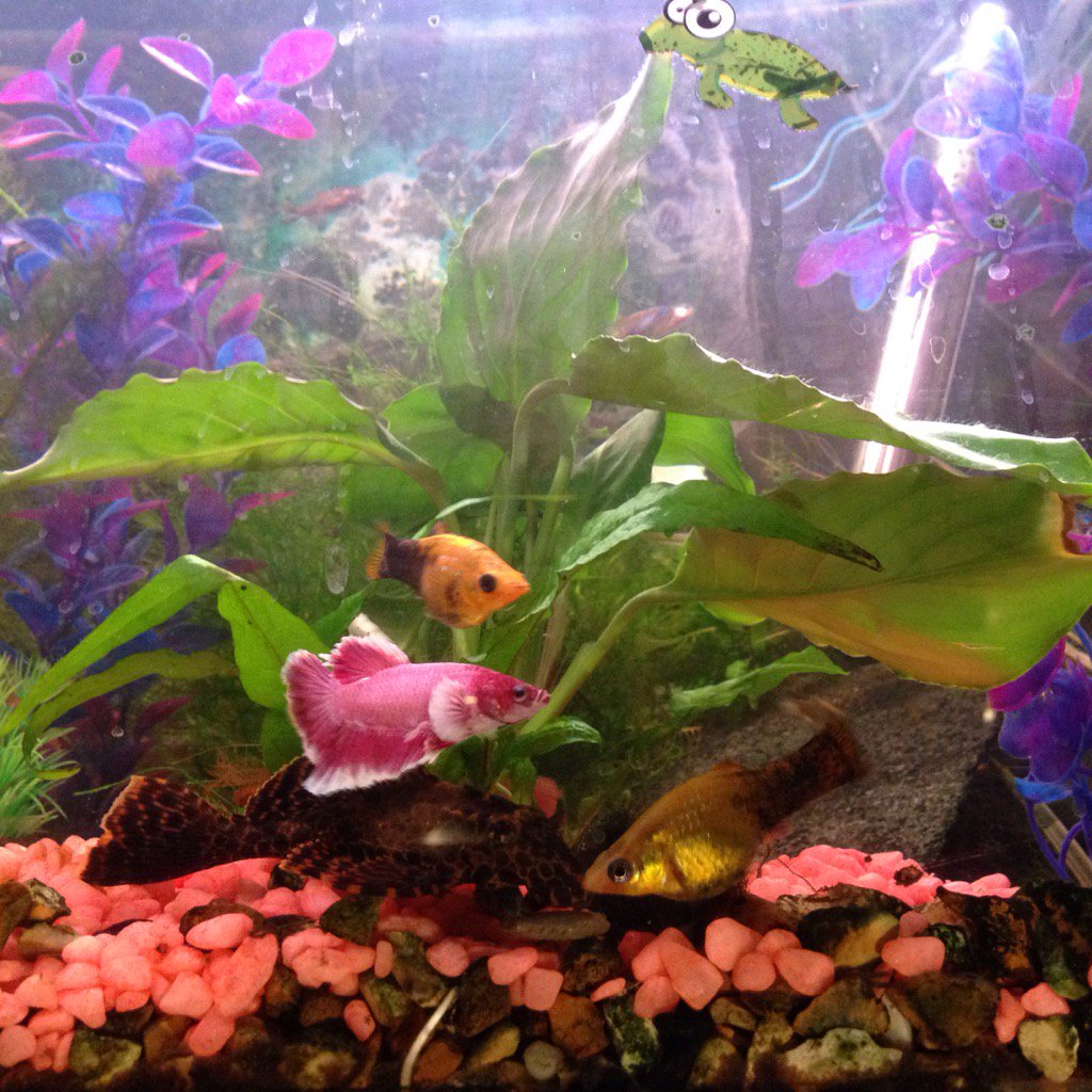 jpfrodsham's tweet photo. #tropicalfish
#japanesefightingfish
#plecs
#mollies https://t.co/nhvstn5yDK