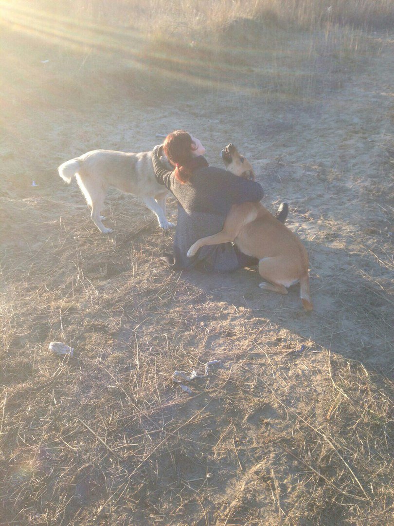 kdm_dgunh's tweet image. Волонтеры #ЦРВИД #ДГУНХ посетили #приют для собак.#КдмДгунх #Махачкала