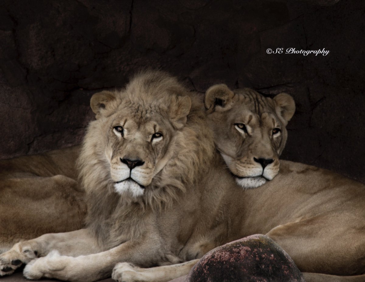 sepolster's tweet photo. Snuggle Time #Lion #Love #ROMwpy https://t.co/THX7JF8fFD