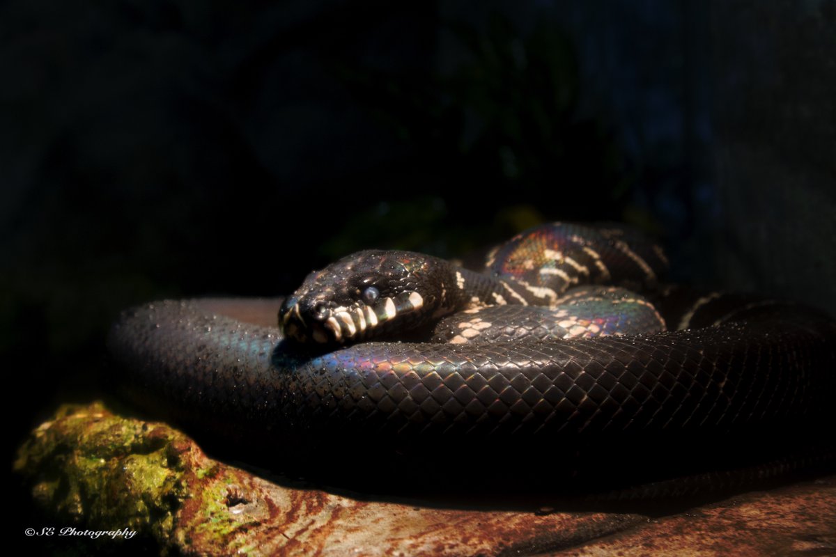sepolster's tweet photo. Iridescent Snake #ROMwpy https://t.co/MfLP5jioBT