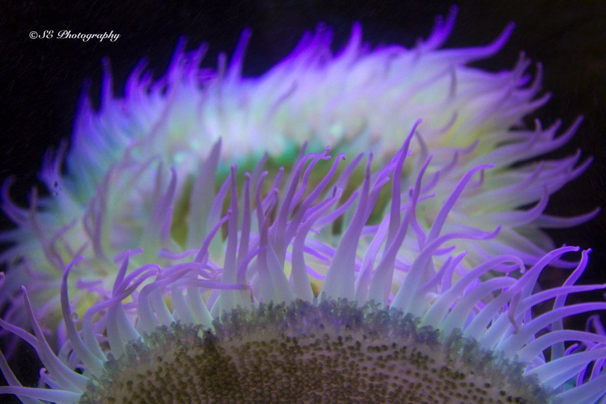 sepolster's tweet photo. Purple Anemone  #ROMwpy https://t.co/W7eImlcgoa