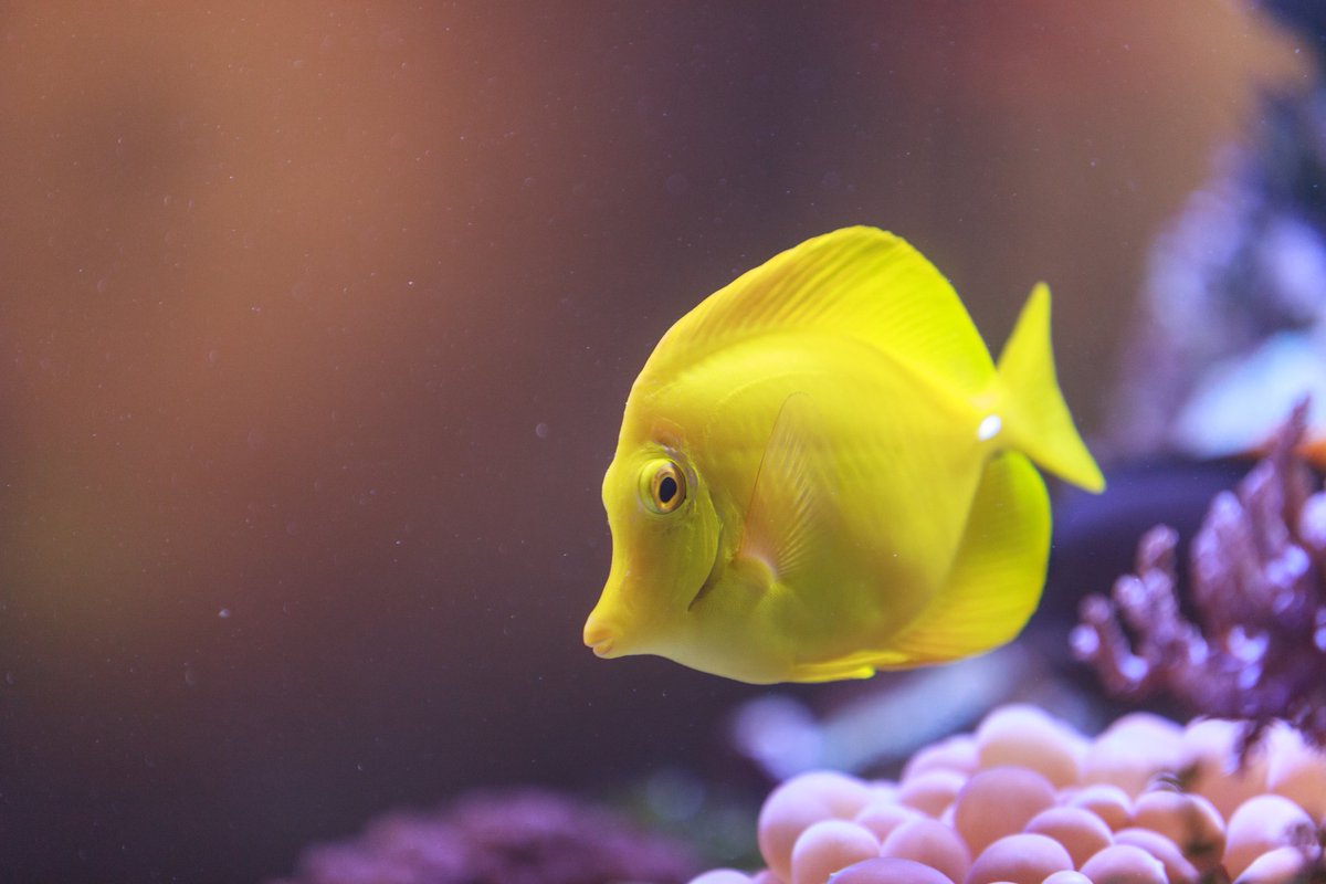 Petco Saltwater Fish