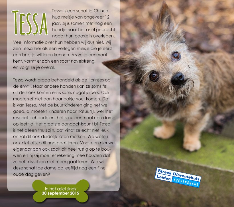 Seniorhondje Tessa zoekt een gouden mandje #asielhondje #Chihuahua #hondenfotograaf #asielhond <a href="/Stevenshage/">Stevenshage</a>