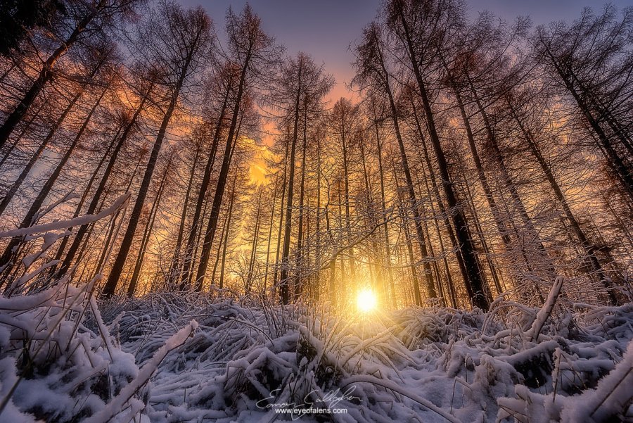 березовая роща зимой. зимний рассвет фото. зимний лес. солнцем. зимнее солнце мысли.