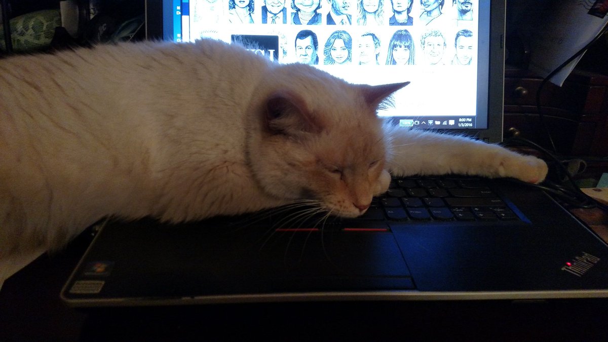 MelindaHoward4's tweet photo. Looks like I'll be using my phone the rest of the evening. #nappingkitty #Castro https://t.co/FtMwOTFEBI