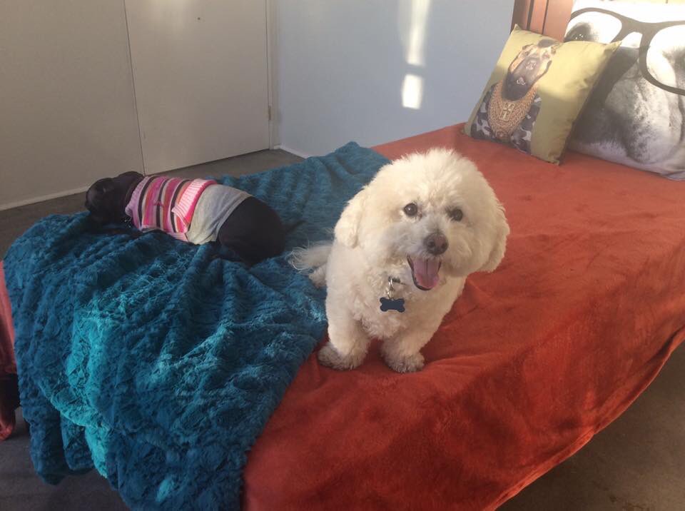 Doggies got beds!!! 💞💞💞💞