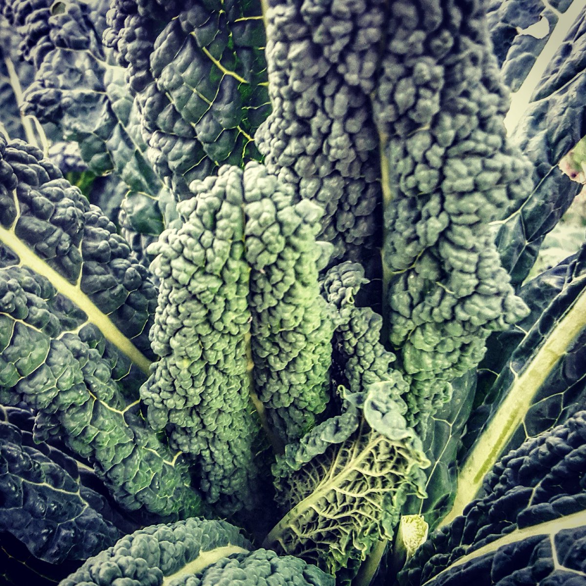 WolfmanSTL's tweet photo. Time to make Dinosaur Kale chips.  #kale #growsomethinggreen #gardening #harvest #urbangarden https://t.co/vGN7iyYw3N