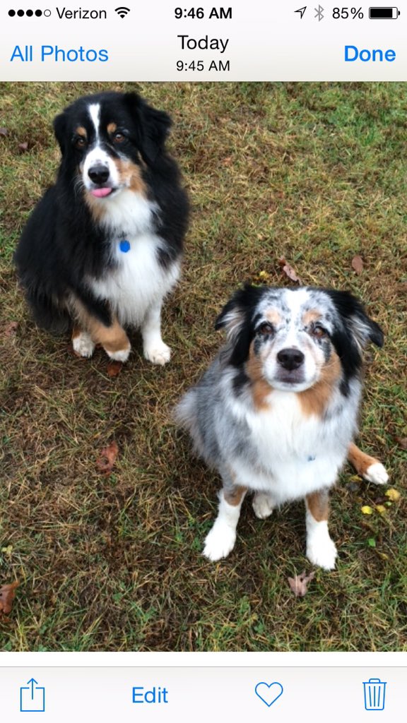 My first tweet. #indigoandkodi