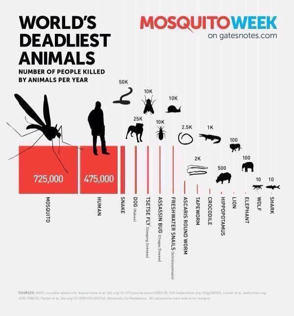 ValaAfshar's tweet image. Worlds deadliest animals:

Shark 10
Lion 100
Crocodile 1K
Snake 50K
Human 475K
Mosquitos 725K

—via Bill Gates