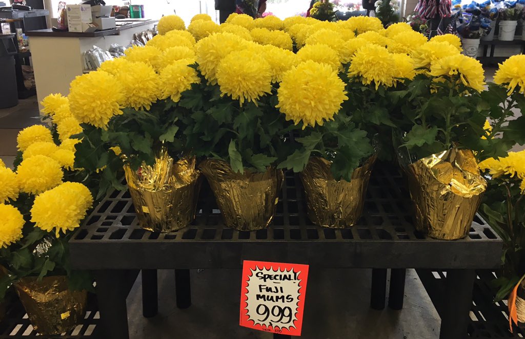 koolau_farmers's tweet photo. Fuji mums, aka "football" mum's, on sale for $9.99 at our Kaneohe location! #fujimums #sale #koolaufarmers #flowers https://t.co/4vSXl0YFn1