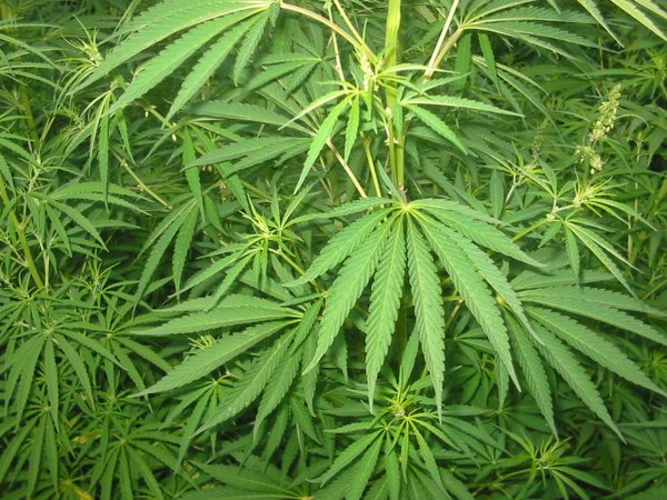 TxckzAutomated's tweet photo. Reclassifying marijuana needs to happen

  https://t.co/28rvwKXIPd … @thedailycougar #marijuana #MME #cannabis https://t.co/6IlbzWYsdo