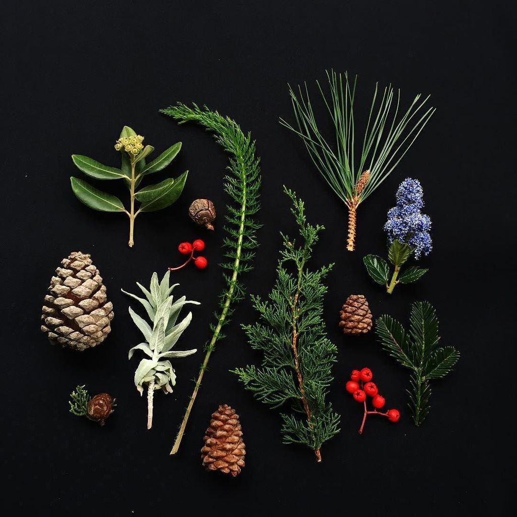 shuttershelly's tweet photo. First shoot in 2016... Plant life. I was inspired by an image I saw on @designsponge last Wednesday and had to try … https://t.co/uG2TVhq7wN