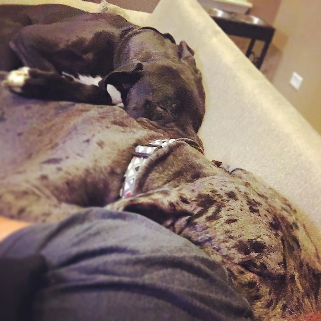TattooedBacon's tweet image. They take up so much of the couch. Dang. #greatdaneproblems #greatdane