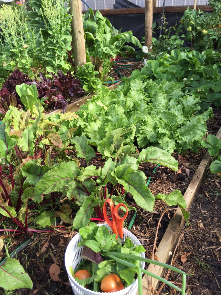 JnotJayImages's tweet image. Preparing dinner at my parents house #veggiegarden #homegrown #bugcentral