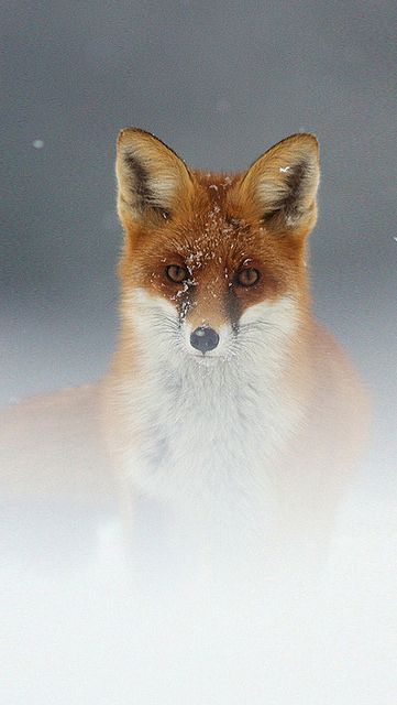 serdargoknur's tweet photo. https://t.co/WwnZQO7VR6