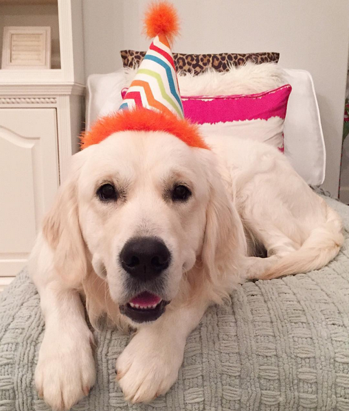 potterybarn's tweet photo. We think @heatherbuglane may have a party animal on her hands! Hoping he is settled & ready for Monday! #pbpet https://t.co/3686MFOwUJ